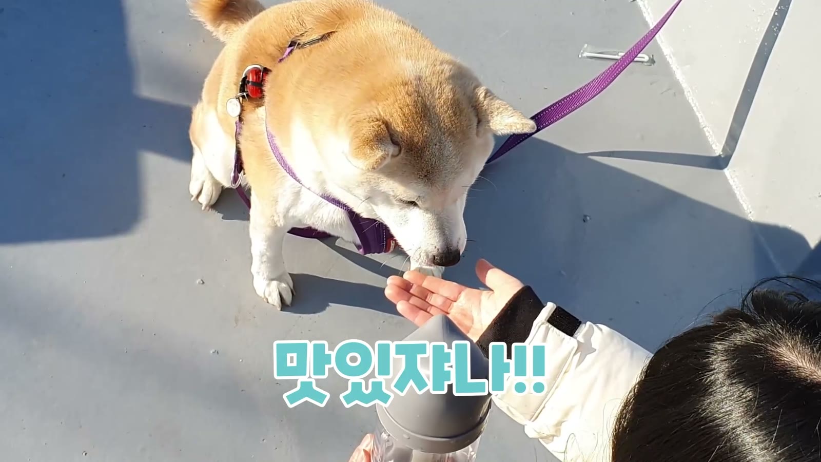 댕블러 DAENGBLER 반려견 텀블러 제품 홍보영상 대표 장면